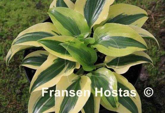 Hosta Blitz